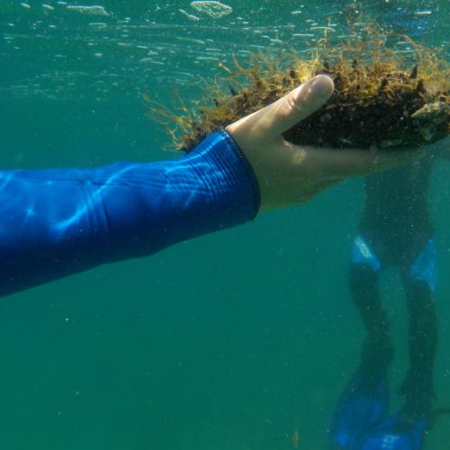 meeresbiologische Woche 