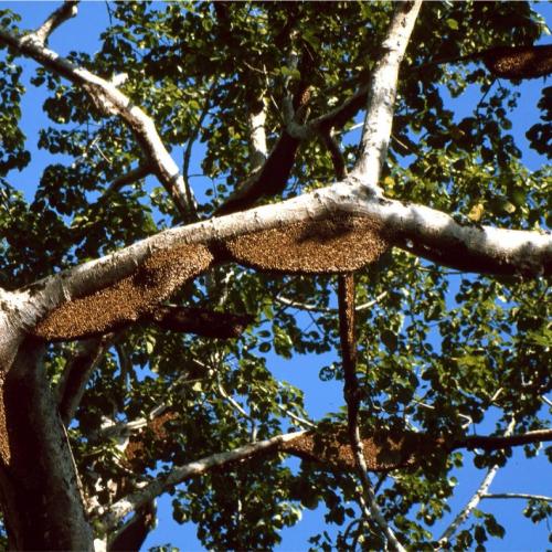 vortrag_dr_Kastberger