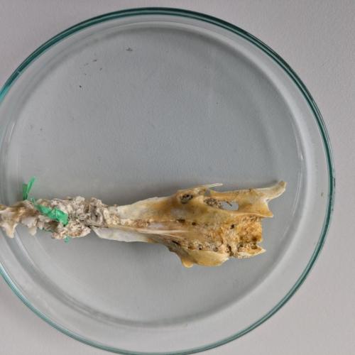 Workshop "Plastic is (not) fantastic"