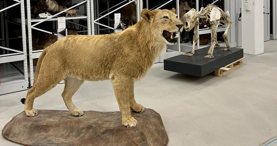 landesmuseum